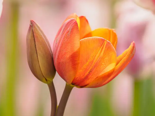 Photo of Spring flowers series, colorful tulip.