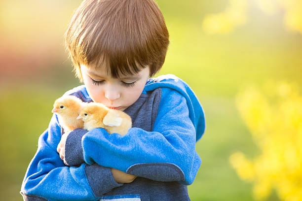 Sweet cute child, preschool boy, playing with little newborn chi Sweet cute child, preschool boy, playing with little newborn chicks in the park, springtime baby chicken photos stock pictures, royalty-free photos & images