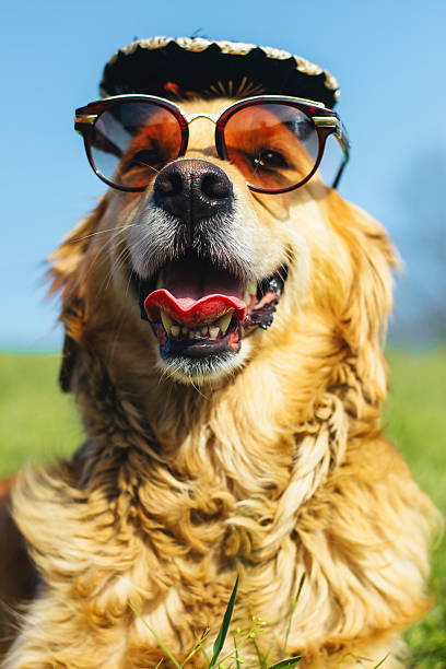 istock golden retriever with sunglasses and sombrero 520419618
