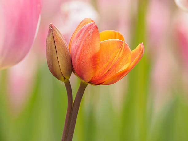 istock Spring flowers series, colorful tulip. 520419890
