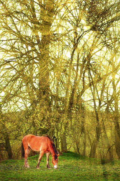 istock Ginger horse eating grass in the meadow 520419946