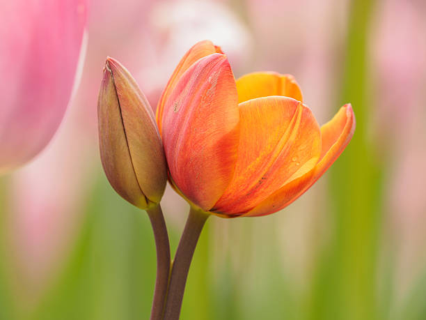 istock Spring flowers series, colorful tulip. 520420002