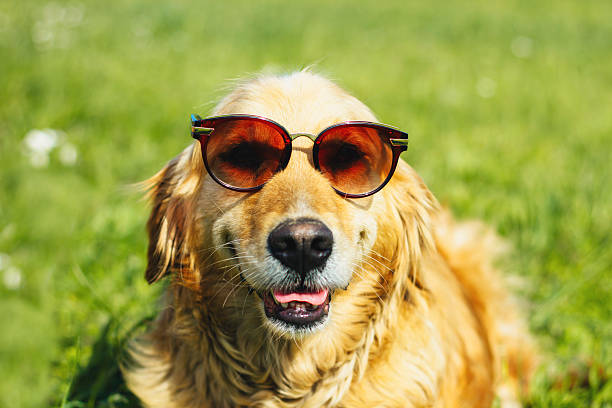 istock golden retriever with sunglasses 520420008
