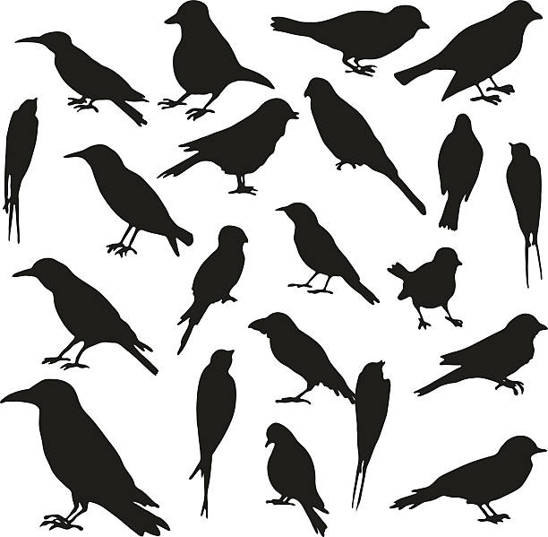 ilustrações de stock, clip art, desenhos animados e ícones de vector conjunto de silhuetas de pássaros - tit