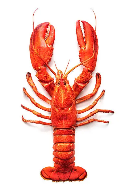 Cooked lobster isolated on a white background