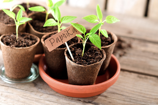 Pepper seedlings in peat pots with lettering Paprika (german for bell pepper)