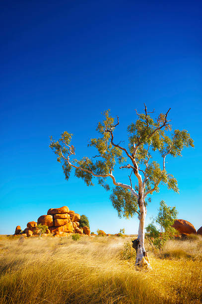 Australian Outback View of the beautiful landscape in the Australian outback. bush land natural phenomenon environmental conservation stone stock pictures, royalty-free photos & images