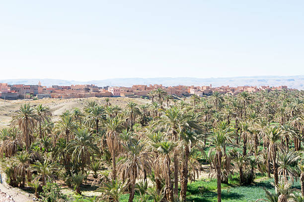 Camels resting  in the desert, Morocco