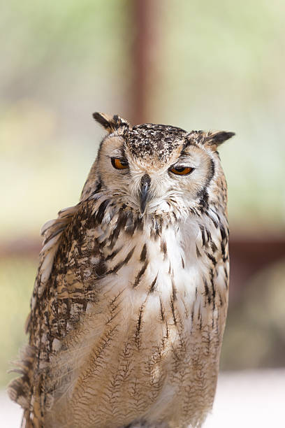 istock Close-up of cute owl 520424110