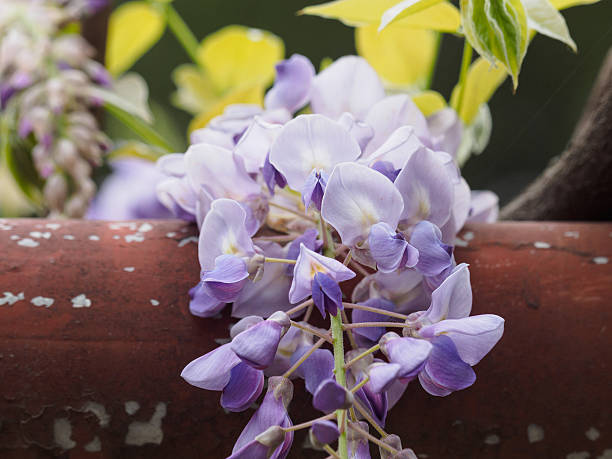 istock Spring flowers series, wisteria trellis 520424806