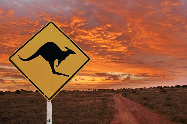 australische landschaft - kangaroo outback australia sunset stock-fotos und bilder