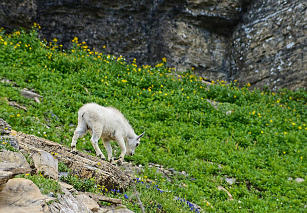 istock Small Mountain Goat Kid feeding on green grass. 520436715