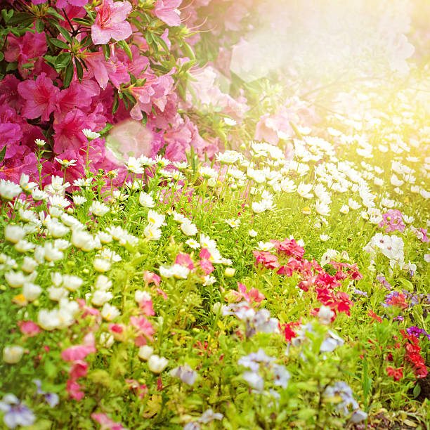 istock Garden with freshly flower 520436819