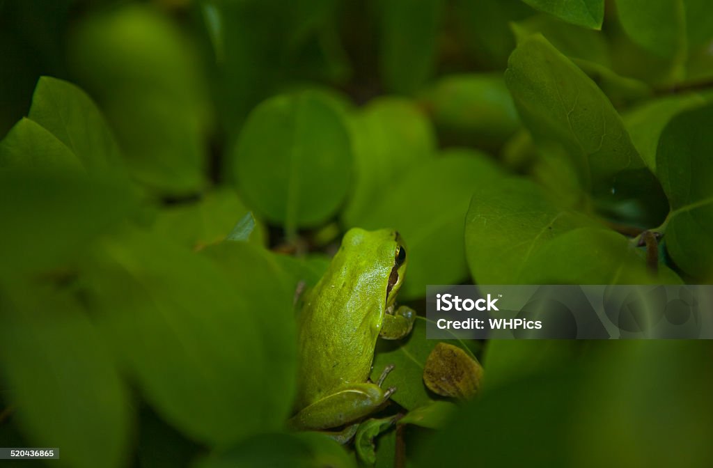 Hyla arborea Hyla arborea or tree frog, a cute little green frog climbing a branch at night Amphibian Stock Photo