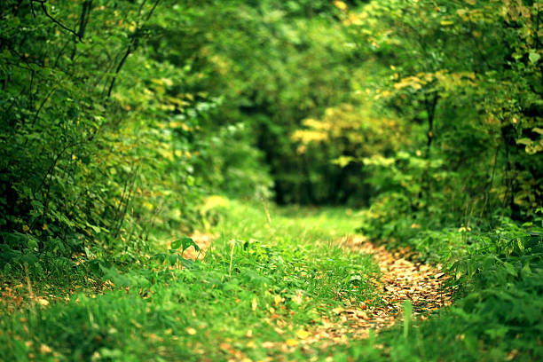 istock landscape with a path in the autumn forest 520437369