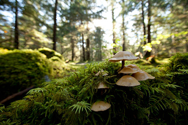 A colony of mushrooms grows in the Tongass National Forest