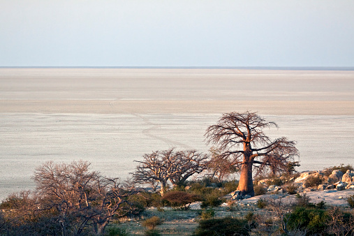A group of Baobab trees next to large salt pan