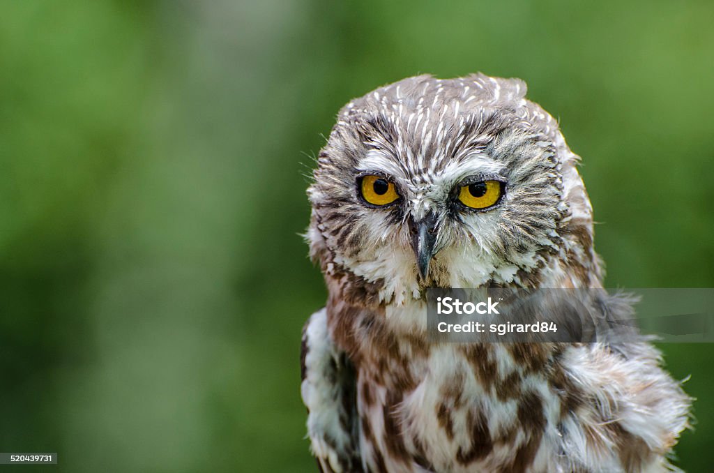 Northern Saw-whet Owl This is one the smallest bird of prey. Also called as Acadian Owl Owl Stock Photo