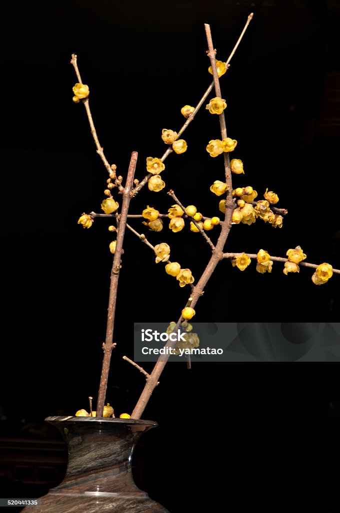 plant a truss of plum blossom inserted the marble flower vase. Agriculture Stock Photo