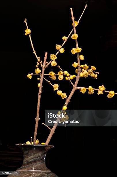 Plant Stock Photo - Download Image Now - Agriculture, Apricot Blossom, April