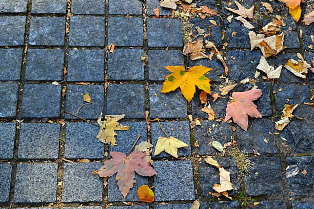 istock Autumn leaves on pavement 520441655