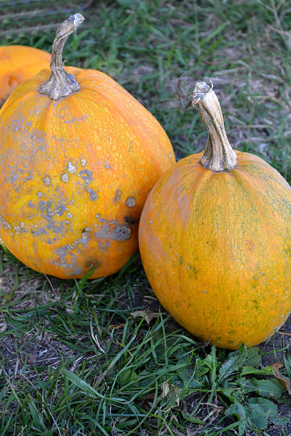 istock Orange pumpkins on green grass 520441797