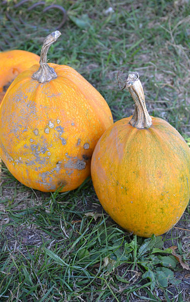 istock Orange pumpkins on green grass 520441827