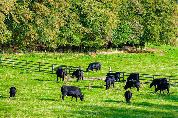 istock Cows grazing in a fresh green field, England 520441831