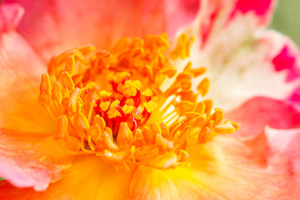 istock Yellow pollen of red rose 520442001