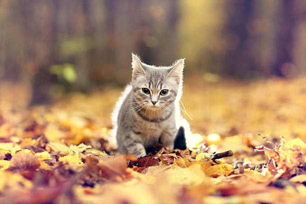 istock British kitten in autumn park, fallen leaves 520442669