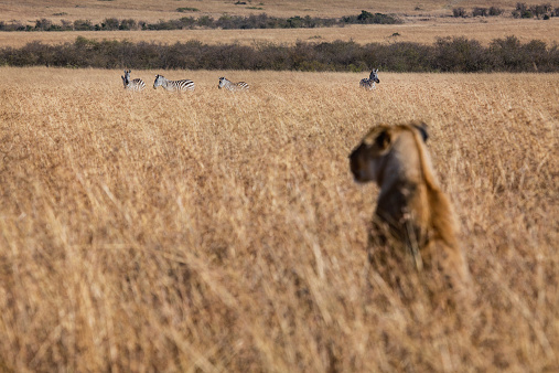 A lion lookinga at Zebras