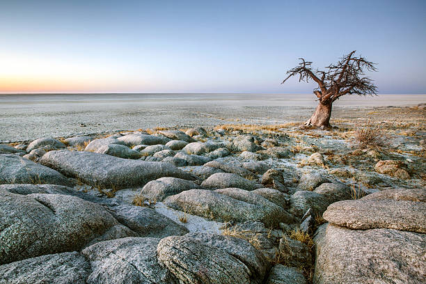 lone baobab - salt flat foto e immagini stock