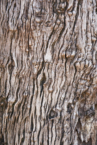 istock Texture of wood 520443943