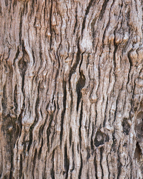 istock Texture of wood 520443945