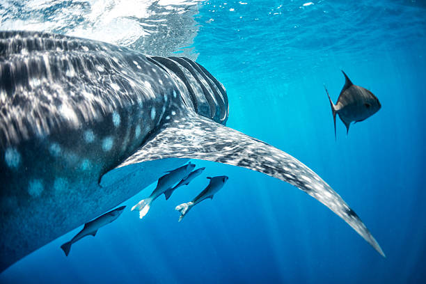 istock Whale shark swimming with smaller fishes 520444007