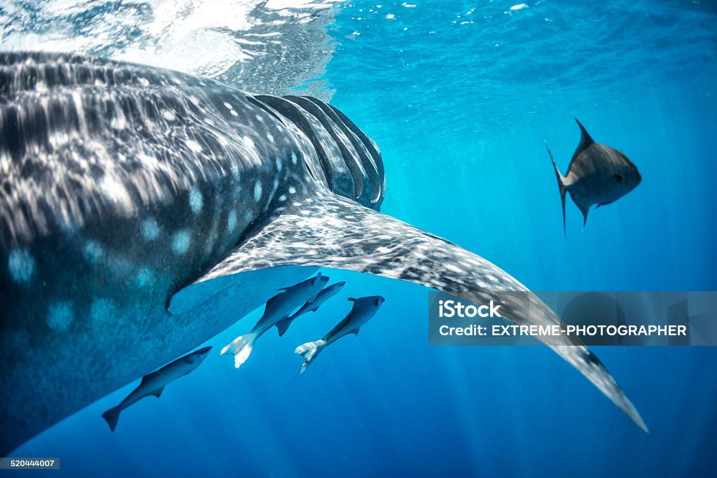 Whale shark swimming with smaller fishes Whale shark swimming in the sea just below the water surface. Few other smaller fishes can be seen also. Animal Wildlife Stock Photo