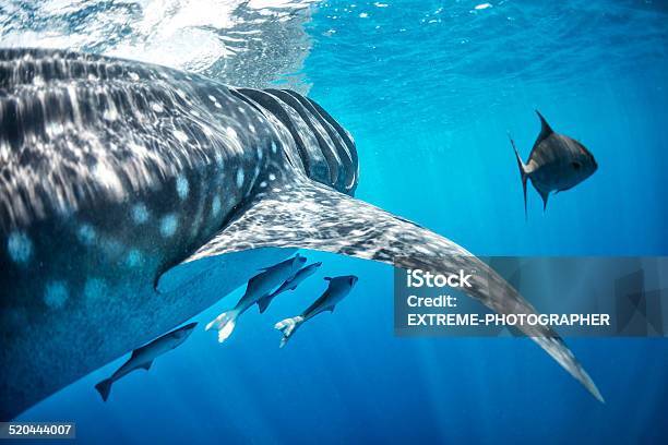 Whale Shark Swimming With Smaller Fishes Stock Photo - Download Image Now - Animal Wildlife, Animals In The Wild, Beauty In Nature