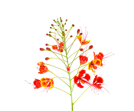 Caesalpinia pulcherrima on white background