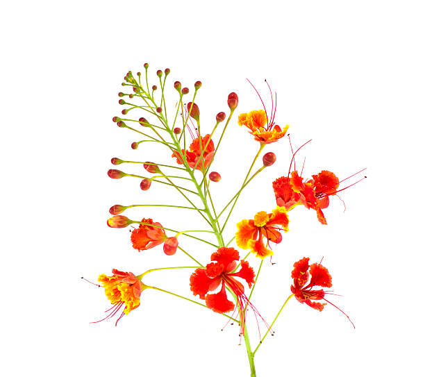 istock Caesalpinia pulcherrima 520444093