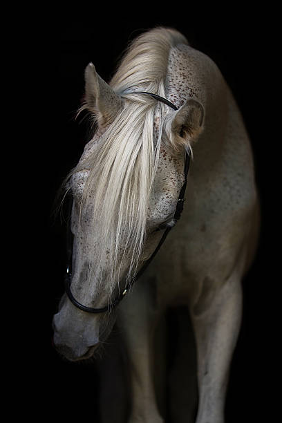 Arabian stallion on the black background Arabian stallion on the black background stallion photos stock pictures, royalty-free photos & images