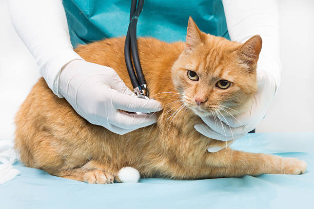 istock treatment with sthethoscope at the veterinary 520465685