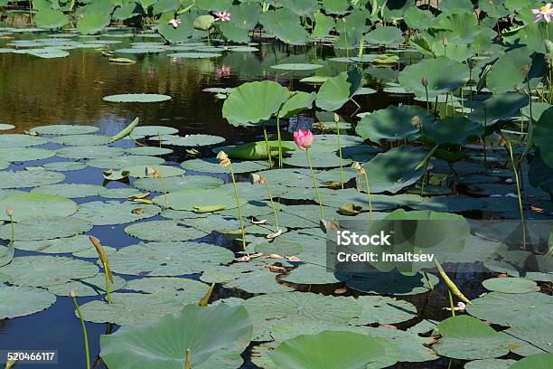 Lotus Plants Buds Stock Photo - Download Image Now - Animal Wildlife, Animals In The Wild, Botany