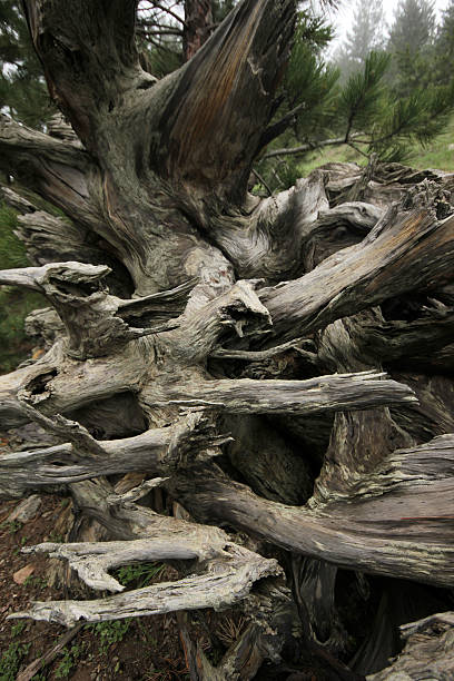 arbre - beech tree wilderness area forest log photos et images de collection