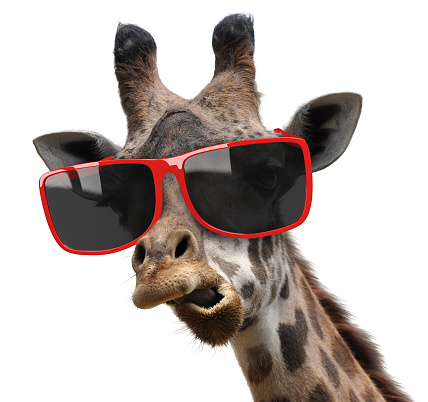 A giraffe making a funny face and wearing large stylish sunglasses, isolated on a white background.