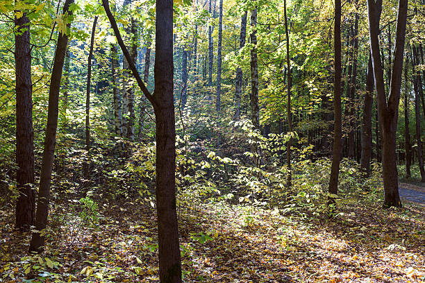 istock Morning sun beams in autumn park 520467949