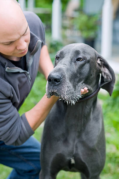 Blue Great Dane dog with muzzle full of porcupine quills Owner holding a beautiful blue Great Dane with a muzzle full of porcupine quills.  Veterinary assistance will be required to remove the quills. restraint muzzle photos stock pictures, royalty-free photos & images