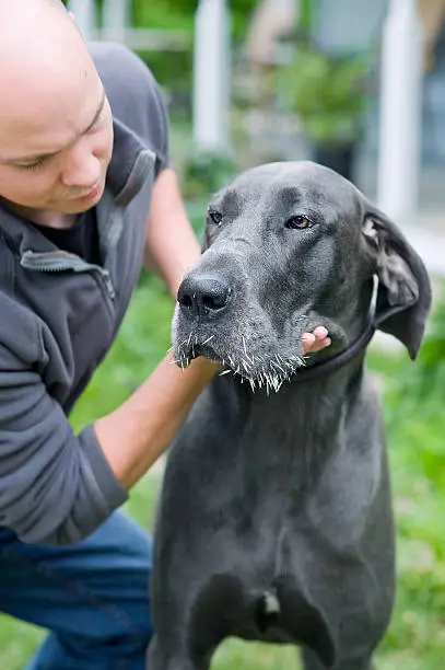 Owner holding a beautiful blue Great Dane with a muzzle full of porcupine quills.  Veterinary assistance will be required to remove the quills.