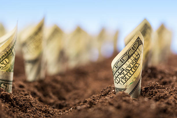 istock American dollars grow from the ground 520468927