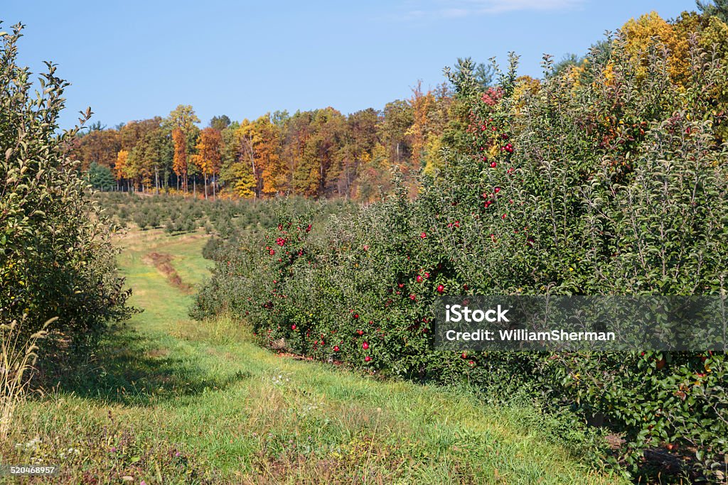 Autumn Colors In an Apple Orchard An extensive apple orchard with many ripe apples ready to be picked.  More apple trees, autumn colors and blue sky make up the background of this photo, but the focus is on the trees in the foreground. Agriculture Stock Photo