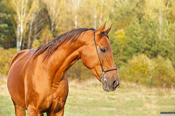 istock Golden horse 520469777